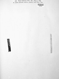Calycina herbarum image